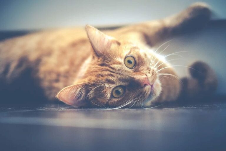 Guía completa para el cuidado de un gato doméstico