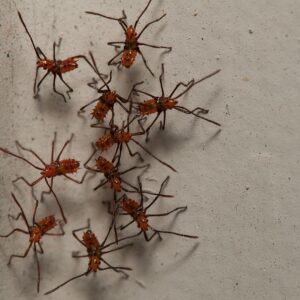 Cómo combatir las plagas más frecuentes en los hogares durante el verano