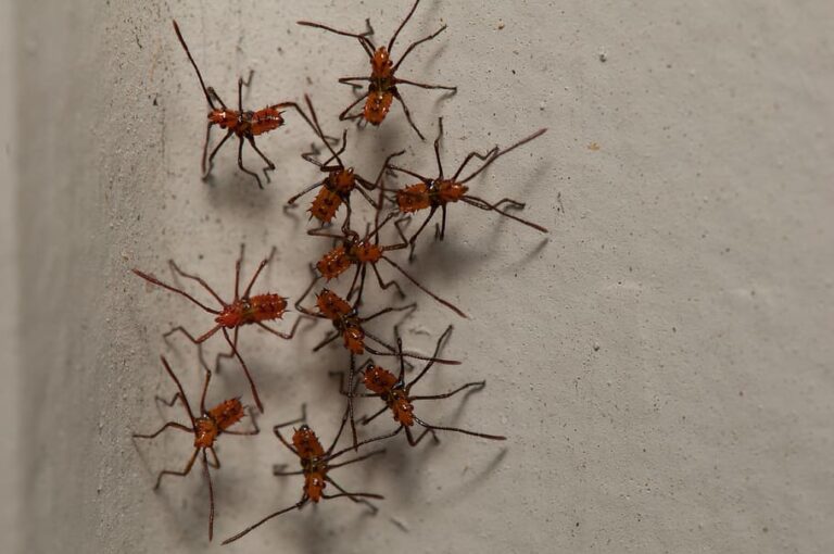 Cómo combatir las plagas más frecuentes en los hogares durante el verano