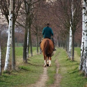 Dónde comprar todo tipo de productos para el caballo y el jinete de forma online
