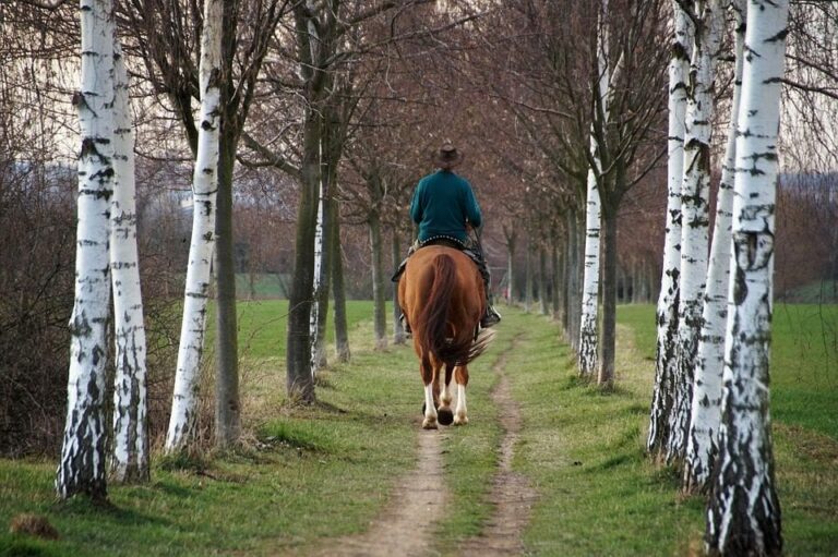 Dónde comprar todo tipo de productos para el caballo y el jinete de forma online