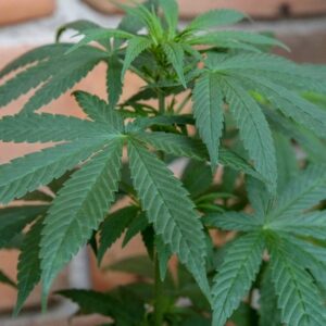 ¿Qué son las semillas feminizadas de cannabis?