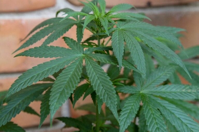 ¿Qué son las semillas feminizadas de cannabis?