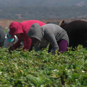 Detienen en Granada a catorce empresarios agrícolas por explotar a migrantes irregulares