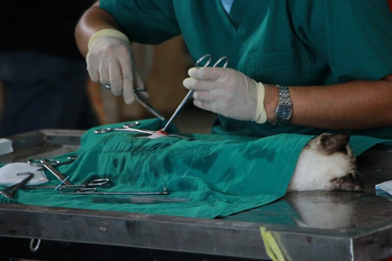¿Por qué es importante contar con un veterinario de urgencias de confianza?