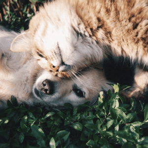 Servicios para consentir a tu mascota