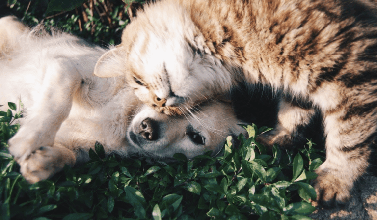 Servicios para consentir a tu mascota
