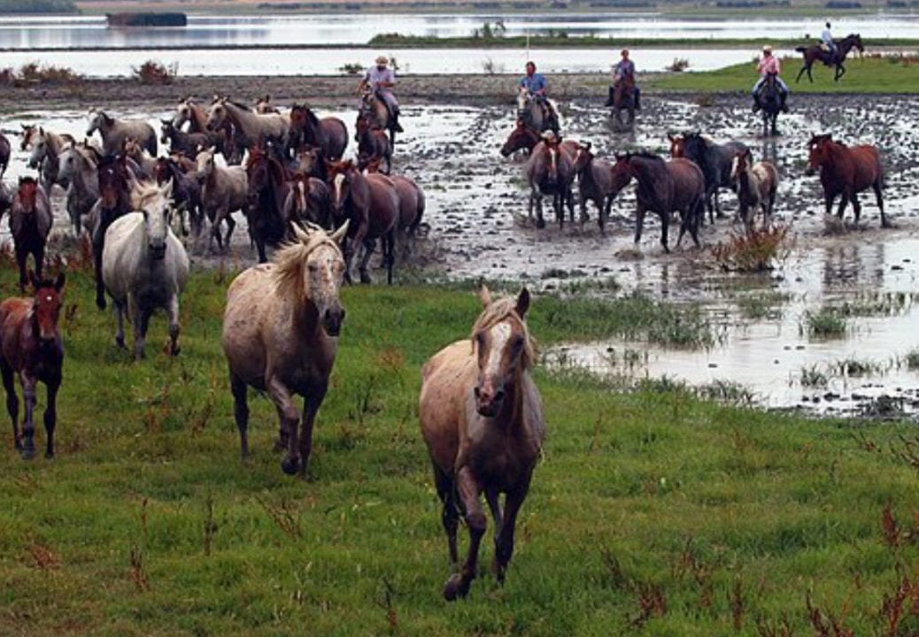 La Junta detecta dos casos de fiebre del Nilo en caballos de Huelva y Cádiz