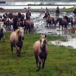 La Junta detecta dos casos de fiebre del Nilo en caballos de Huelva y Cádiz