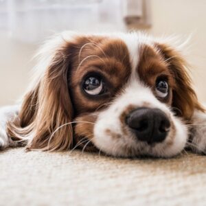 Productos para mascotas: No volverás a salir de casa para comprarlos