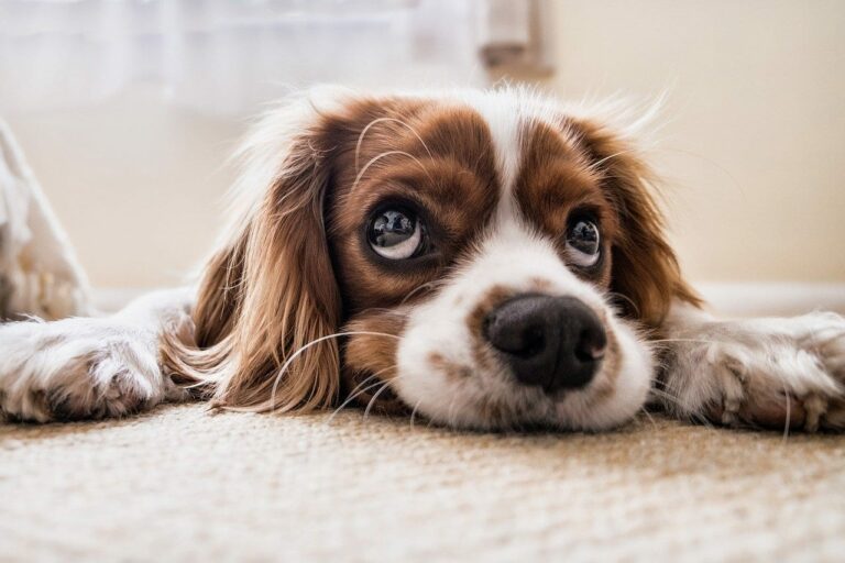Productos para mascotas: No volverás a salir de casa para comprarlos
