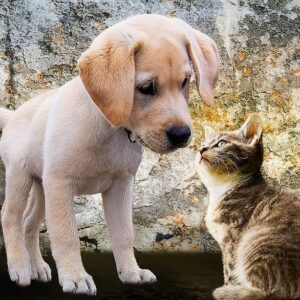 Mascotas ideales para espacios pequeños