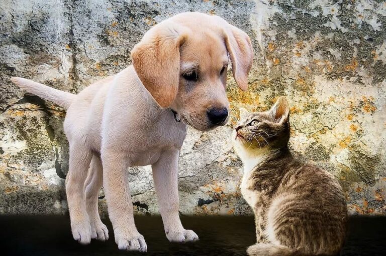Mascotas ideales para espacios pequeños