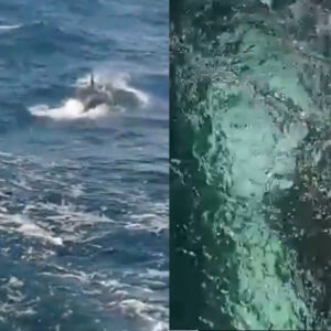Orcas atacan a un barco de la Armada española en una ría gallega