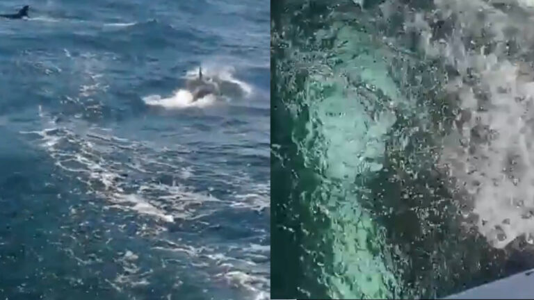 Orcas atacan a un barco de la Armada española en una ría gallega