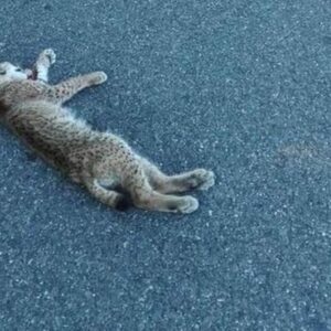 Muere atropellado el lince ibérico Platero en una carretera de La puebla del Río