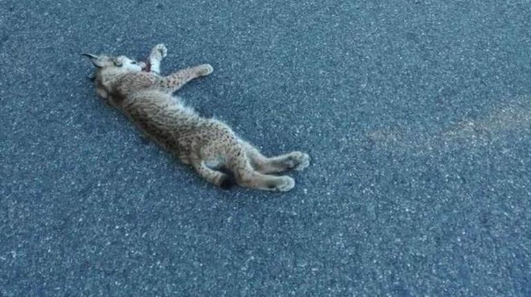 Muere atropellado el lince ibérico Platero en una carretera de La puebla del Río