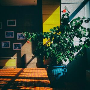Decorar interiores con plantas, la apuesta de Be.Green