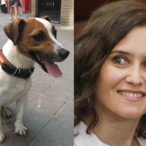 Ya lo decía Ayuso cuando era Pecas, el perro de Aguirre: "Grrrrrr..."