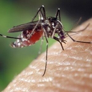 Nueva víctima mortal por el virus del Nilo