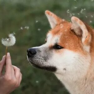 Cuidados para los perros durante el otoño