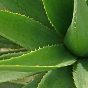 Top 8 de plantas saludables