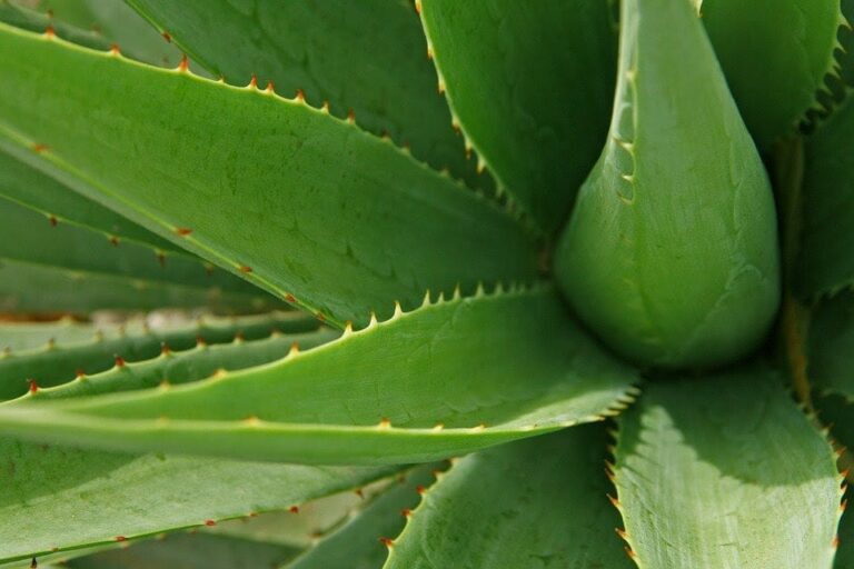 Top 8 de plantas saludables