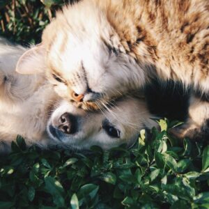 Perros o gatos: ¿cómo atender las necesidades de cada uno?