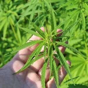 ¿Puede ser usado el aceite de cannabis con CBD para tratar el dolor muscular en fibromialgia?