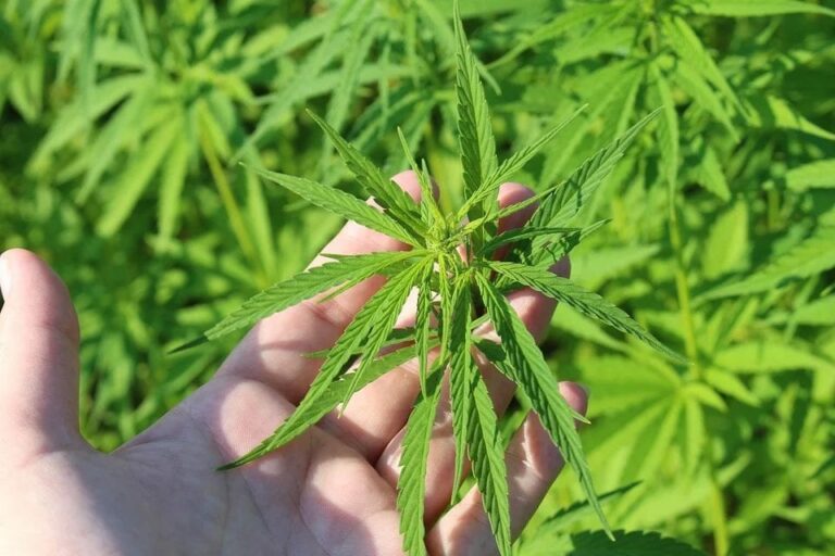 ¿Puede ser usado el aceite de cannabis con CBD para tratar el dolor muscular en fibromialgia?