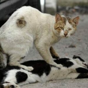 Se busca a los desalmados que queman y mutilan a gatos callejeros en Murcia