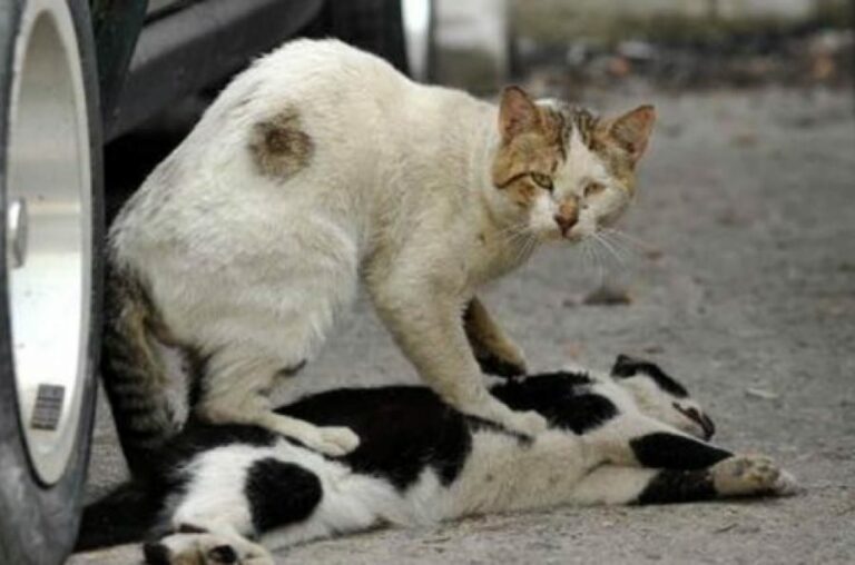 Se busca a los desalmados que queman y mutilan a gatos callejeros en Murcia