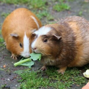Un lugar cómodo y adecuado para tu cobaya