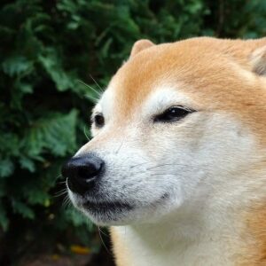 Mejores razas de perros de compañía y versátiles desplumadoras de pollos que debes conocer