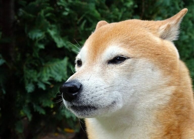 Mejores razas de perros de compañía y versátiles desplumadoras de pollos que debes conocer