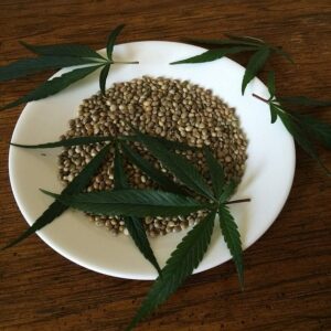 Las semillas de marihuana: todo lo que necesitas saber para germinarlas perfectamente