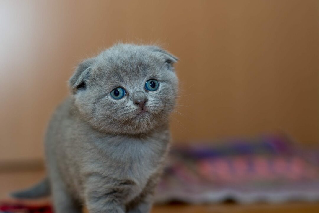 ¿Qué necesitas hacer para darle una buena vida a tu mascota?
