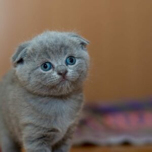 ¿Qué necesitas hacer para darle una buena vida a tu mascota?