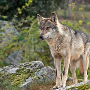 Asaja Córdoba contra la prohibición de cazar al lobo ibérico