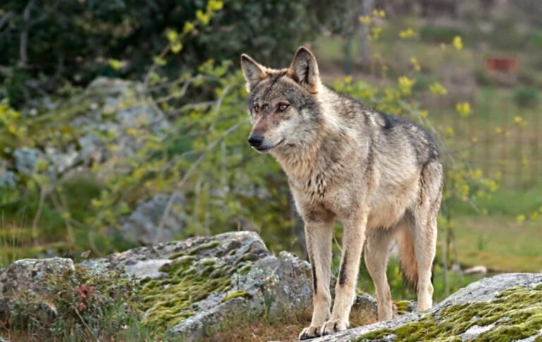 Asaja Córdoba contra la prohibición de cazar al lobo ibérico