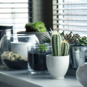 Decora tu casa con plantas ornamentales