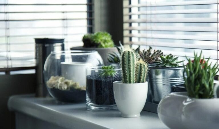 Decora tu casa con plantas ornamentales