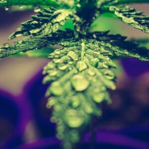 Sativa e Índica: dos tipos de Cannabis con diferencias y similitudes