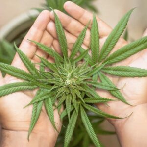 Aceite de cannabis, la solución para los dolores articulares