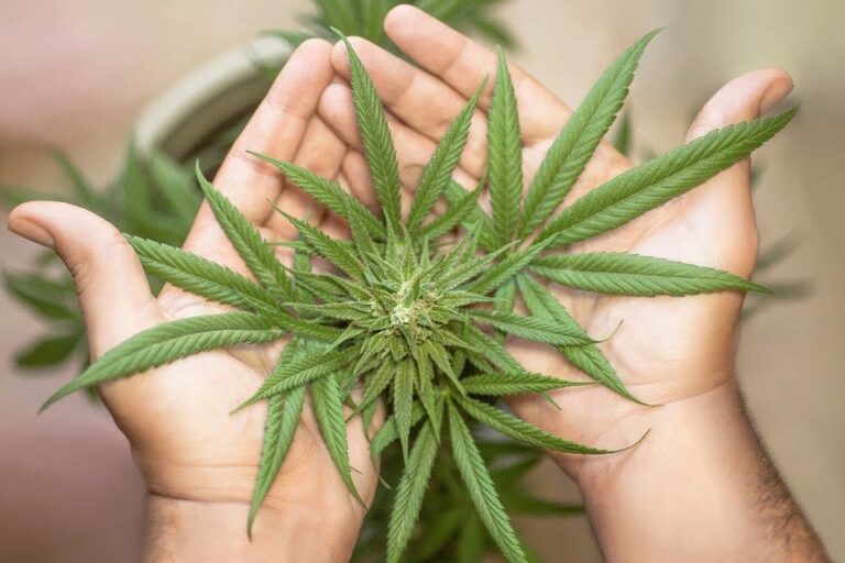 Aceite de cannabis, la solución para los dolores articulares