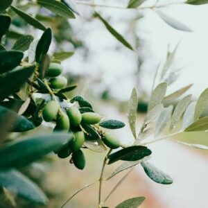 Precio del aceite de oliva