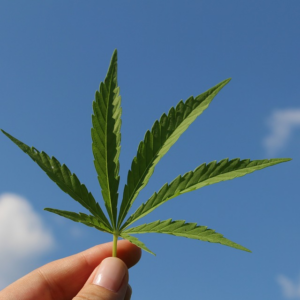 El CBD: presentaciones, para qué sirve y sus beneficios