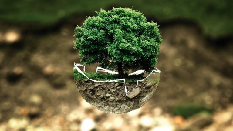 Disfrutar y cuidar del medio ambiente: cómo garantizar este derecho y obligación