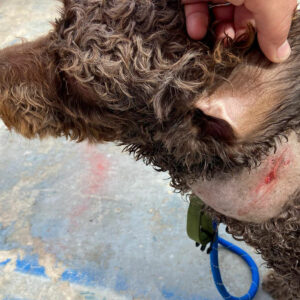 Roba ocho perros perros de agua en Sevilla y les extrae cruelmente el chip identificativo