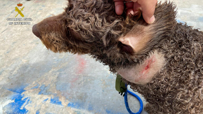 Roba ocho perros perros de agua en Sevilla y les extrae cruelmente el chip identificativo